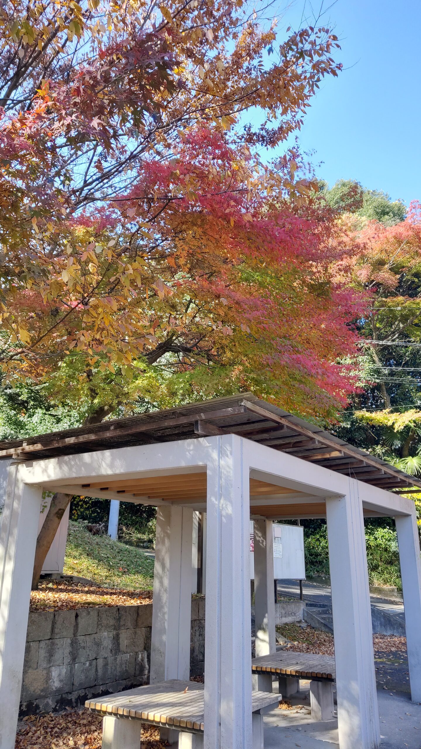 秋の植物観察会